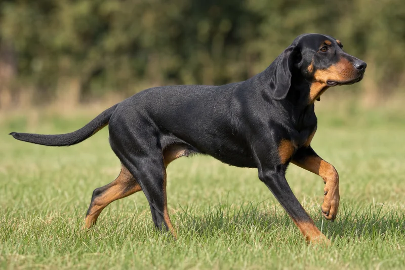 Austrian Black and Tan Hound — running