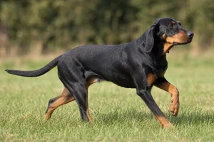 Austrian Black and Tan Hound — running