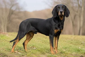 Austrian Black and Tan Hound — adult