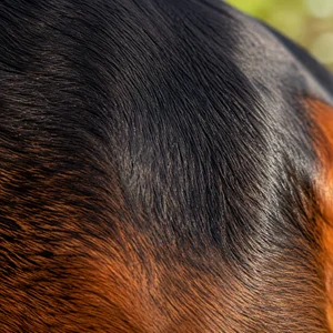 Austrian Black and Tan Hound — coat texture