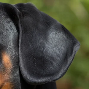 Austrian Black and Tan Hound — ears