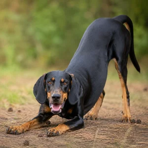 Austrian Black and Tan Hound — playful