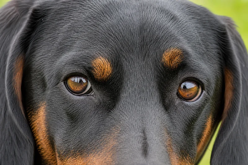 Austrian Black and Tan Hound — eyes