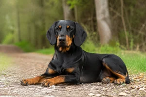 Austrian Black and Tan Hound — lying down