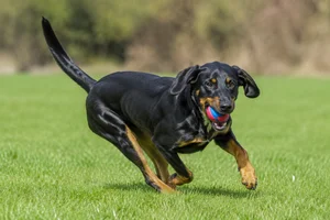 Austrian Black and Tan Hound — playing