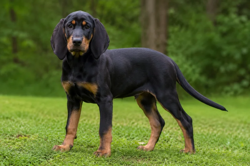 Austrian Black and Tan Hound — puppy (~4 mo)