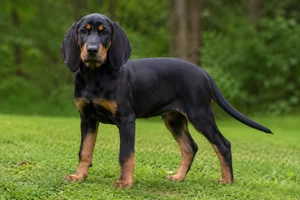 Austrian Black and Tan Hound — puppy (~4 mo)