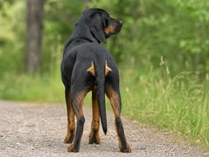 Austrian Black and Tan Hound — rear