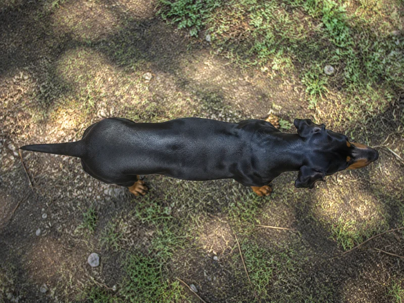 Austrian Black and Tan Hound — top