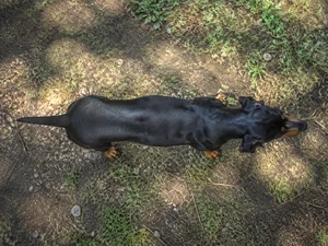 Austrian Black and Tan Hound — top