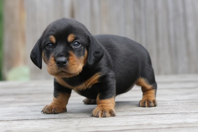 Austrian Black and Tan Hound — young puppy (~1 mo)