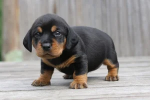 Austrian Black and Tan Hound — young puppy (~1 mo)