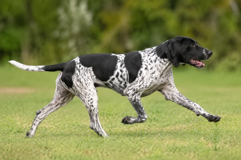 Auvergne Pointer — running