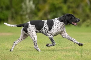 Auvergne Pointer — running