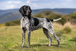 Auvergne Pointer — adult