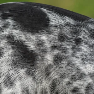 Auvergne Pointer — coat texture