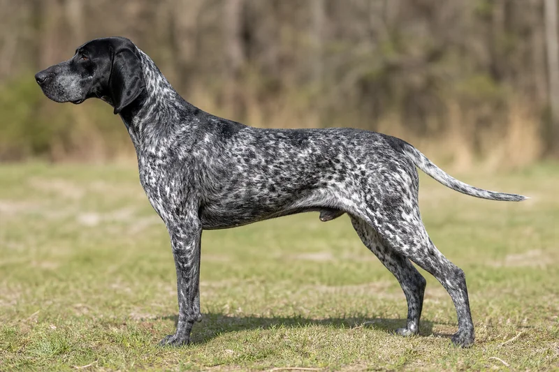 Auvergne Pointer — Black and White with Ticking coat