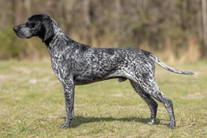 Auvergne Pointer — Black and White with Ticking coat