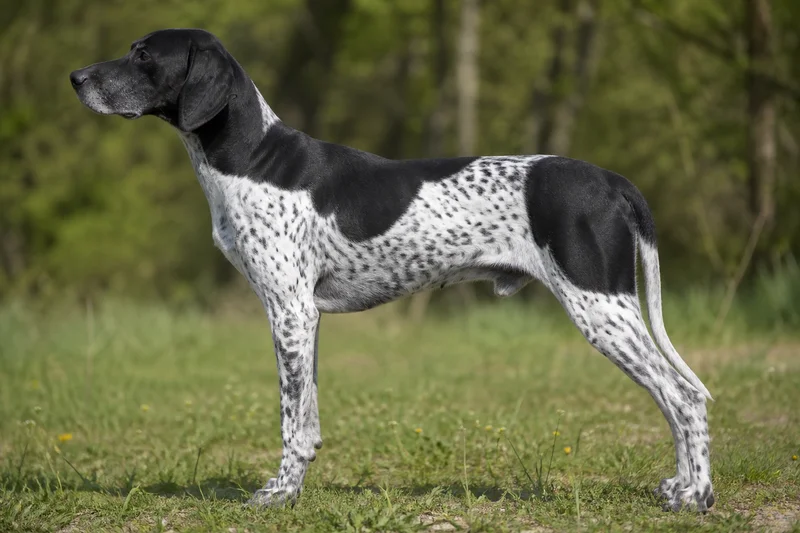 Auvergne Pointer — Black and White coat