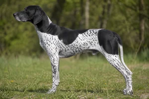 Auvergne Pointer — Black and White coat