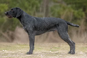 Auvergne Pointer — Black Roan coat