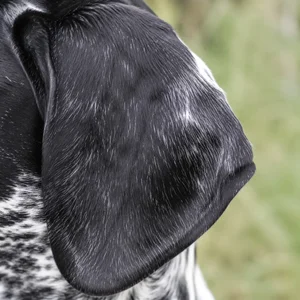 Auvergne Pointer — ears