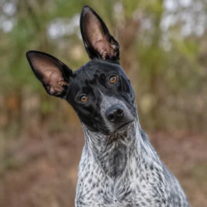 Auvergne Pointer — alert
