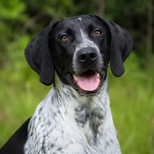 Auvergne Pointer — happy