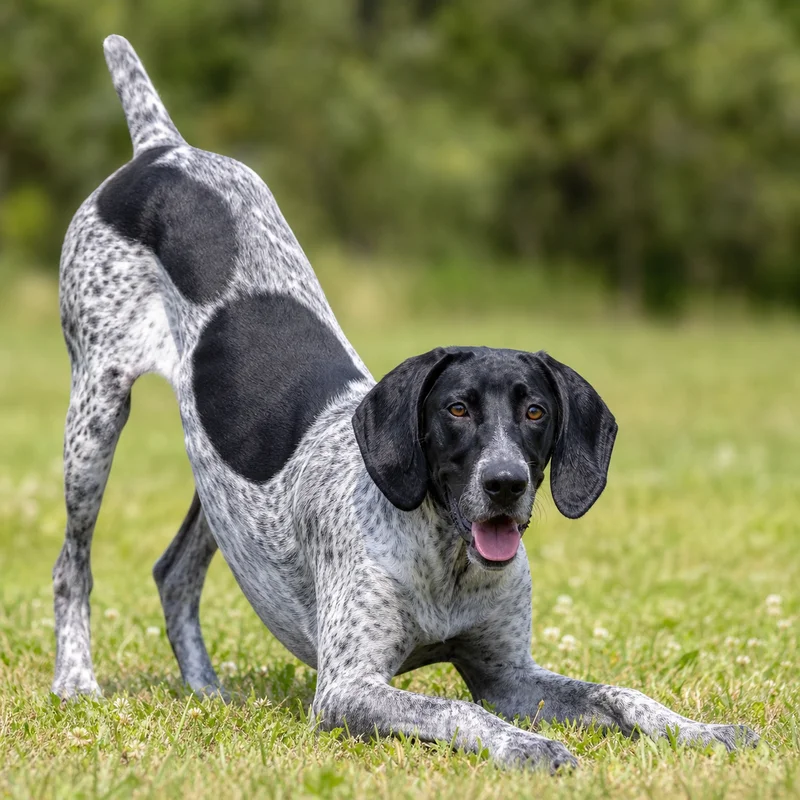 Auvergne Pointer — playful