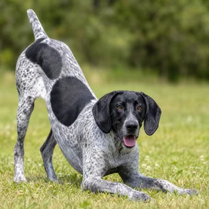 Auvergne Pointer — playful