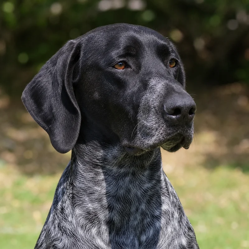 Auvergne Pointer — relaxed