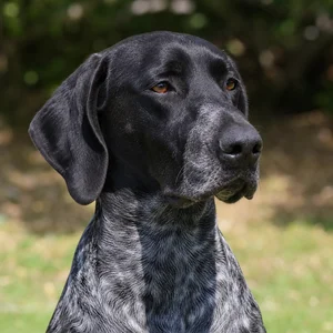 Auvergne Pointer — relaxed