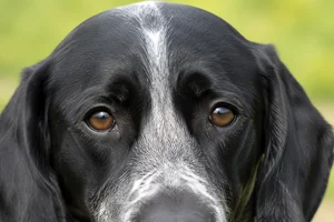 Auvergne Pointer — eyes