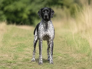 Auvergne Pointer — front