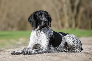 Auvergne Pointer — lying down