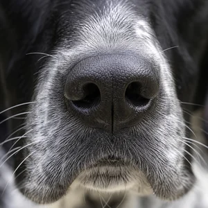 Auvergne Pointer — nose