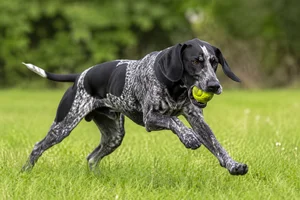Auvergne Pointer — playing