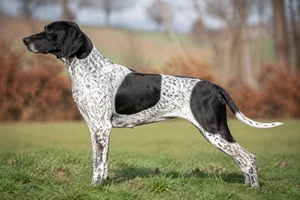 Auvergne Pointer dog