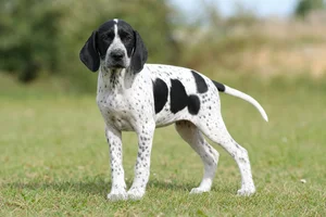 Auvergne Pointer — puppy (~4 mo)