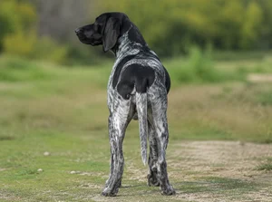 Auvergne Pointer — rear