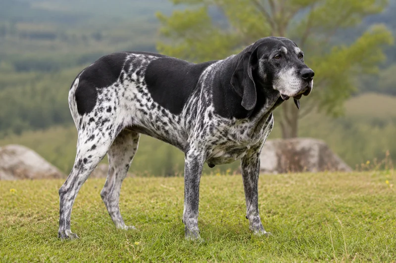 Auvergne Pointer — senior