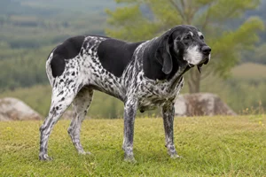 Auvergne Pointer — senior