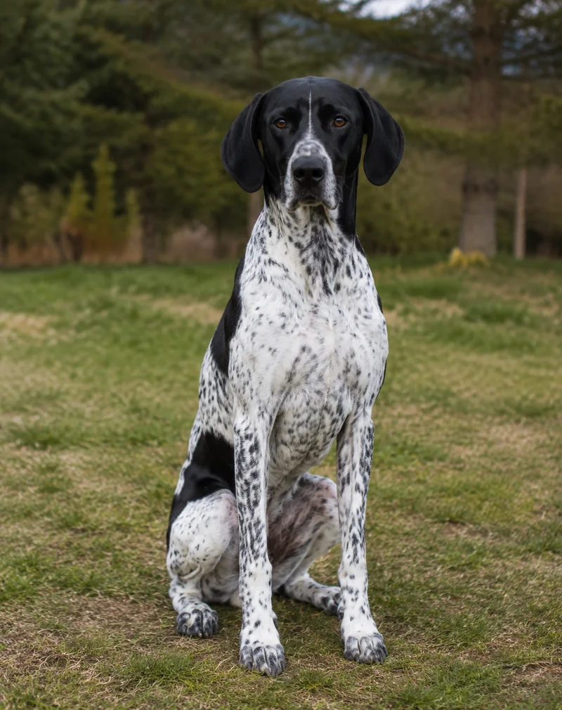 Auvergne Pointer — sitting