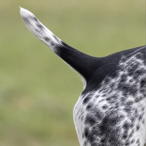 Auvergne Pointer — tail