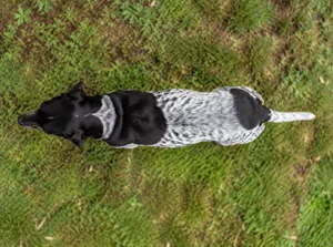 Auvergne Pointer — top