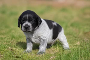 Auvergne Pointer — young puppy (~1 mo)