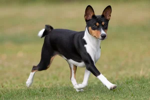 Basenji — running
