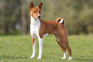 Basenji — adult