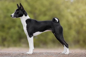 Basenji — black and white coat