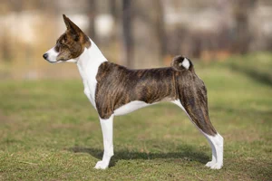 Basenji — brindle and white coat